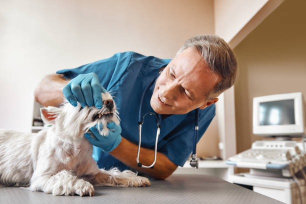 Best Chipped Tooth Repair Near Me  in Fort Washington, PA